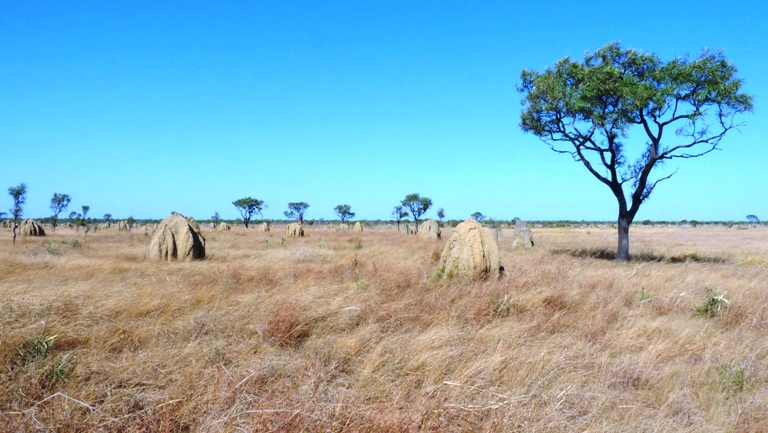 Landschaft in den Nifold Plains